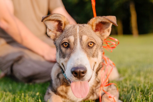 A mixed breed dog on a walk with owner. dog on the grass. cute
dog playing. pet adoption. rescue dog