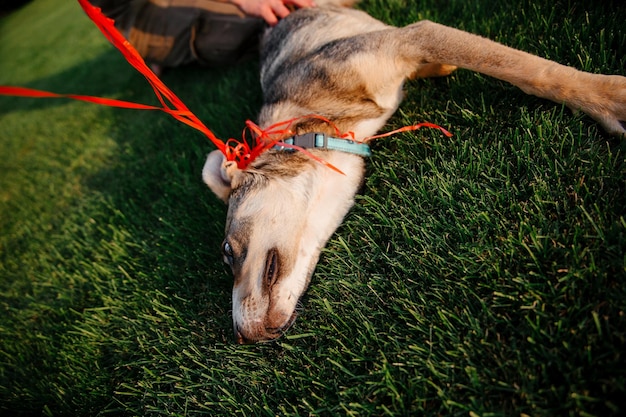 A mixed breed dog on a walk with owner. dog on the grass. cute\
dog playing. pet adoption. rescue dog