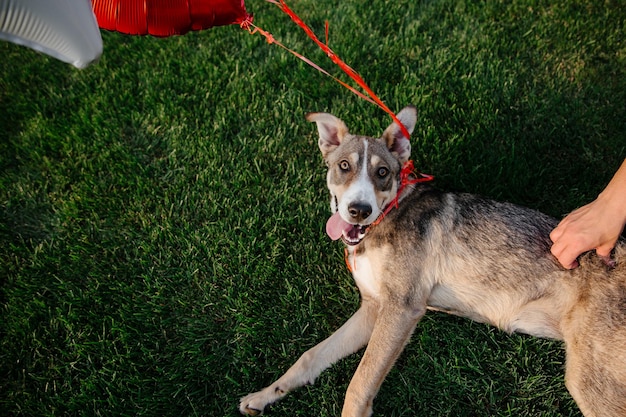 A mixed breed dog on a walk with owner. dog on the grass. cute\
dog playing. pet adoption. rescue dog