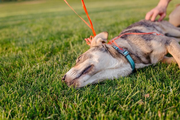 A mixed breed dog on a walk with owner. dog on the grass. cute\
dog playing. pet adoption. rescue dog