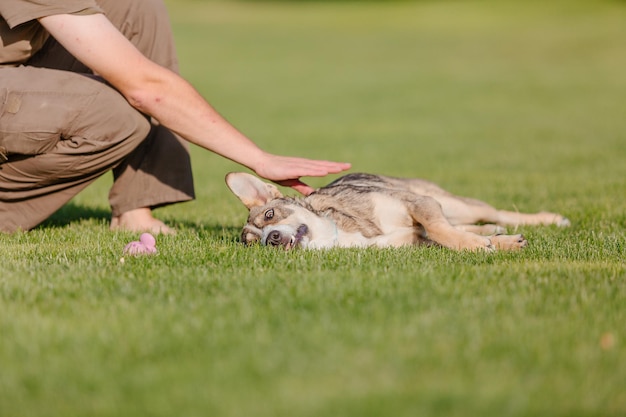 A mixed breed dog on a walk with owner. Dog on the grass. Cute dog playing. Pet adoption. Rescue dog