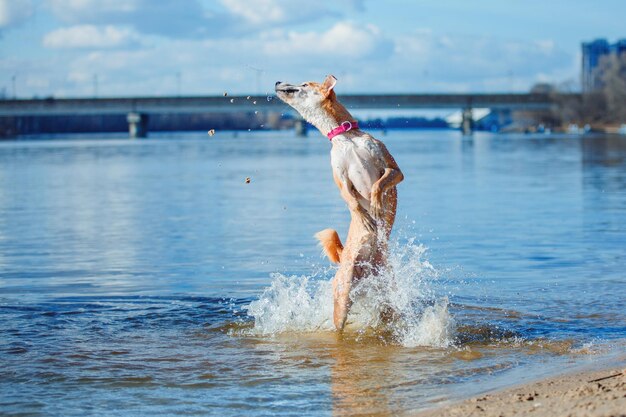 A mixed breed dog in water. dog playing. cute dog. funny pet.\
pet adoption.