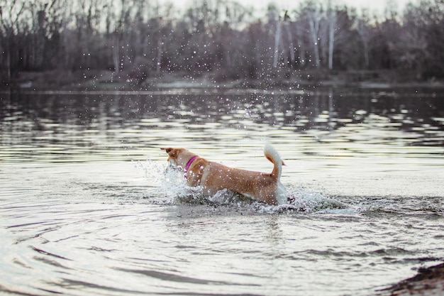 A mixed breed dog in water. dog playing. cute dog. funny pet.\
pet adoption.