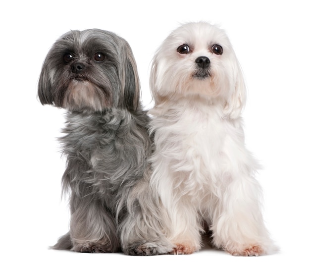 Mixed-Breed Dog with a maltese dog