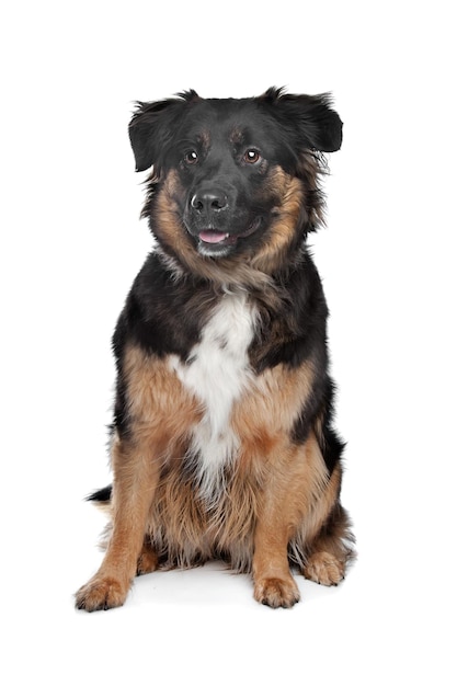 Mixed breed dog