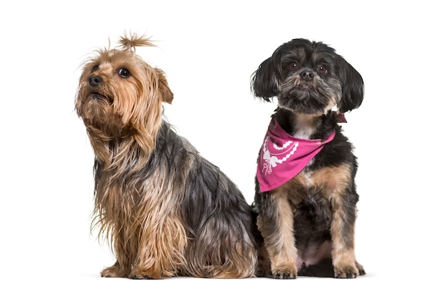 Mixed-breed dogs sitting