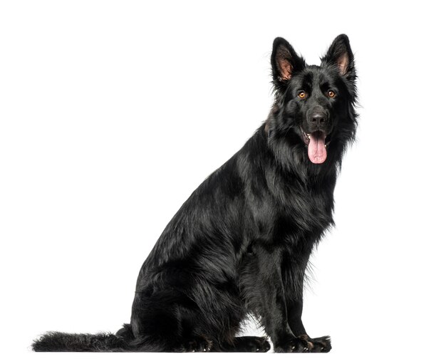 Mixed breed in front of a white wall