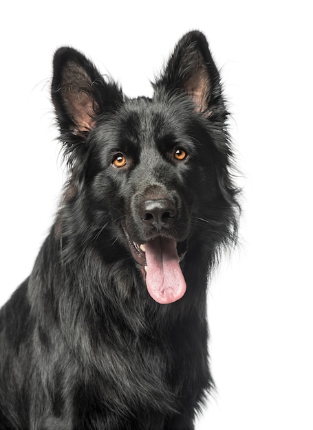 Photo mixed breed in front of a white wall