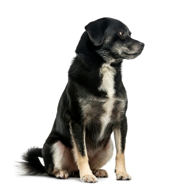 Mixed-breed in front of a white wall