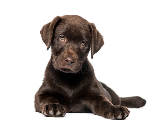 Mixed-breed Labrador & Husky puppy