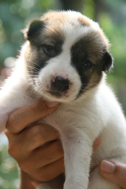 雑種の生まれたばかりの子犬