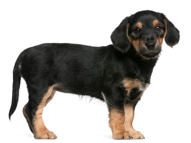 Mixed breed puppy standing