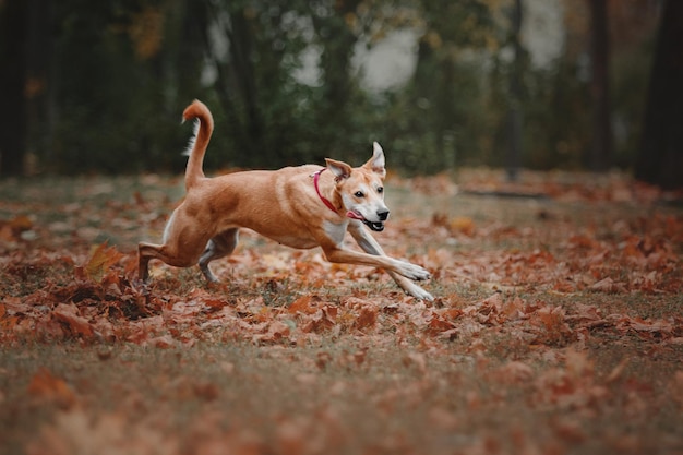 秋の背景で実行されている雑種の赤い犬