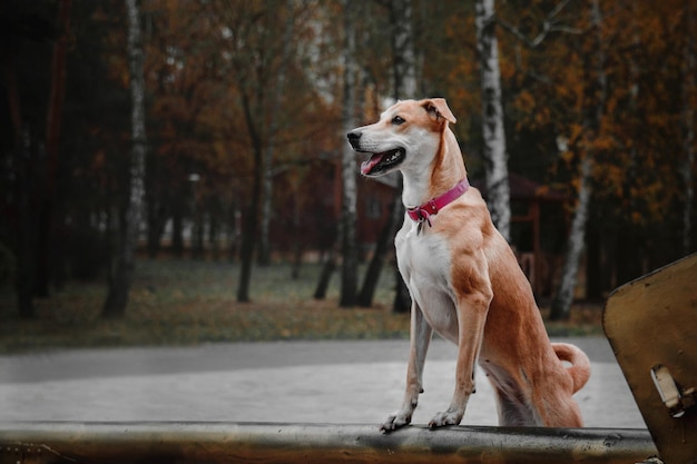 雑種の赤い犬