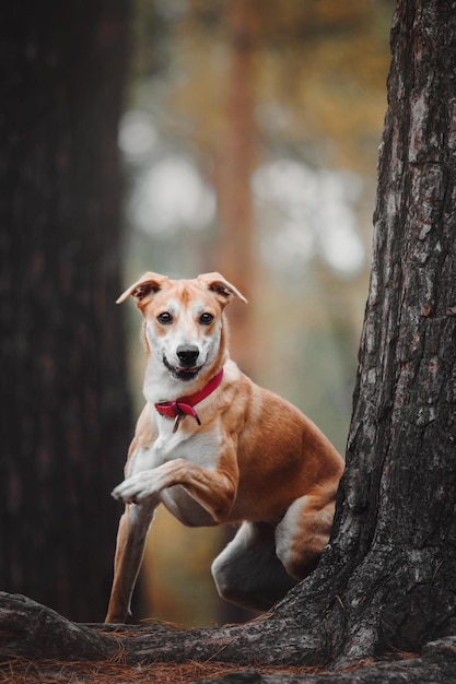 秋の背景に混合品種の赤い面白い犬