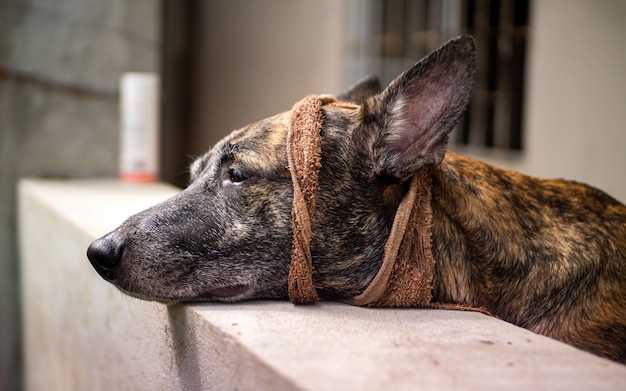 mixed breed shepherd dog looking sad or sick