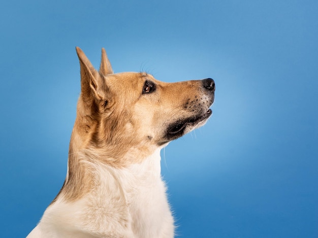 Mixed breed shepherd dog portrait on blue background