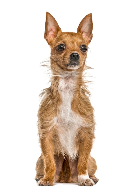 Mixed breeded dog sitting, isolated on white