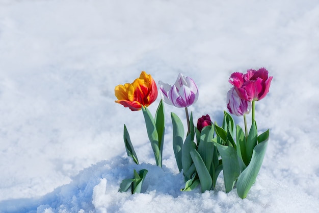 雪解けの混色チューリップ。雪の中の花