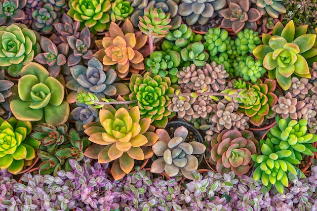 庭で多肉植物のカラフルな混合。自然の背景。