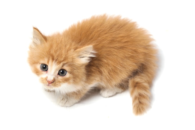 Mixed Domestic Orange kitten cat isolated 