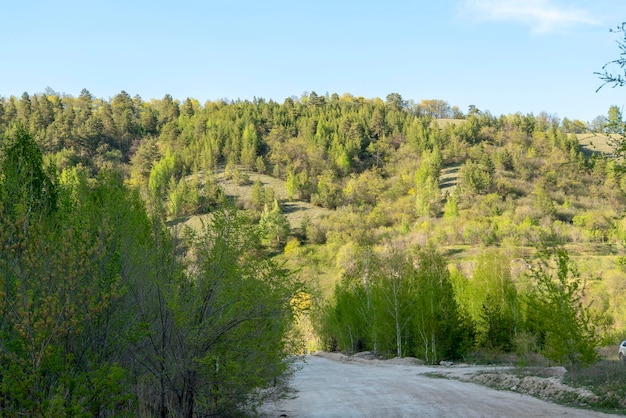 Foto bosco misto contro il cielo. sfondo della natura.