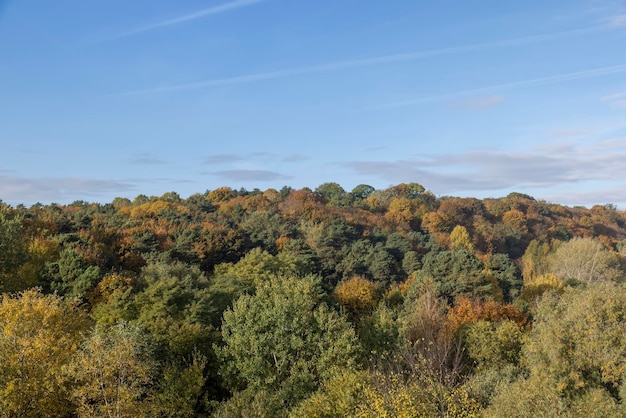 異なる落葉樹と秋の混交林