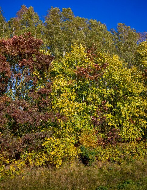 Mixed forest during the Indian summer