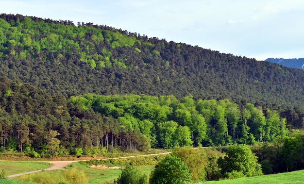 밝은 녹색의 너도밤나무 Fagus sylvatica와 진한 녹색의 Scots pine Pinus sylvestris로 구성된 혼합 숲