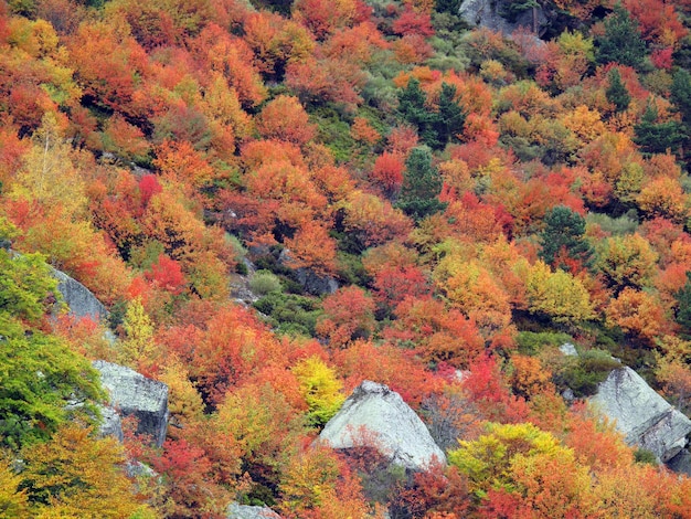 Mixed forest of maple ash and oak trees with the colors of autumn