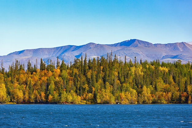 Mixed forest with colorful foliage on Imandra Lake near the Khibiny mountains. Autumn landscape, Kola Peninsula, Russia.