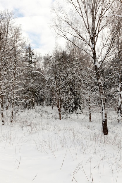 Mixed forest with spruce in the winter season in the snow, winter season of the year in the forest