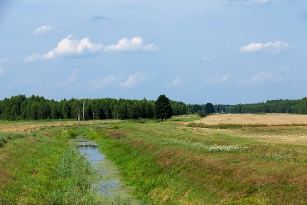 Mixed forest with trees and shrubs