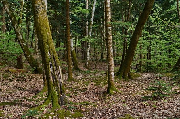 Foto bosco misto