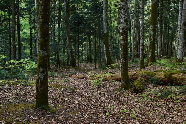 Mixed forest