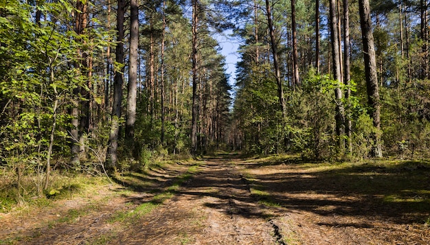 mixed forest