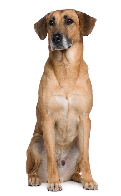 Mixed Malinese dog, 6 years old, sitting in front of white wall