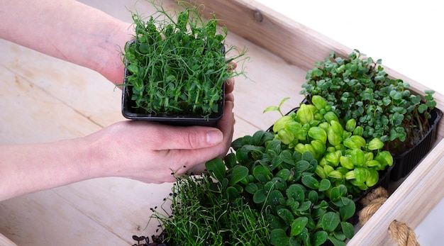 Mixed micro greens in growing trays in a white wooden delivery box. Women's hands put the tray with microgreens in the box. Onion, basil and radish microgreens, micro greens delivery.