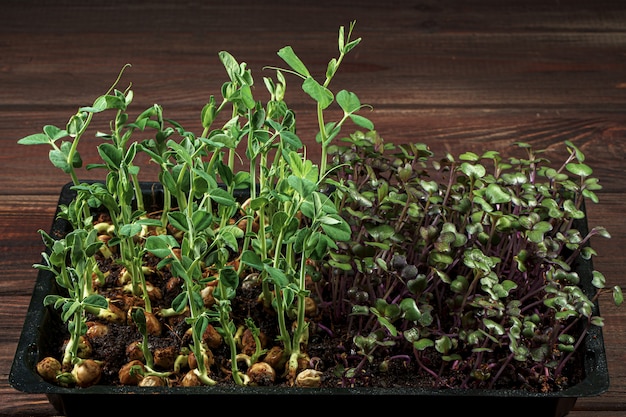 Mixed Microgreens in box on wooden table