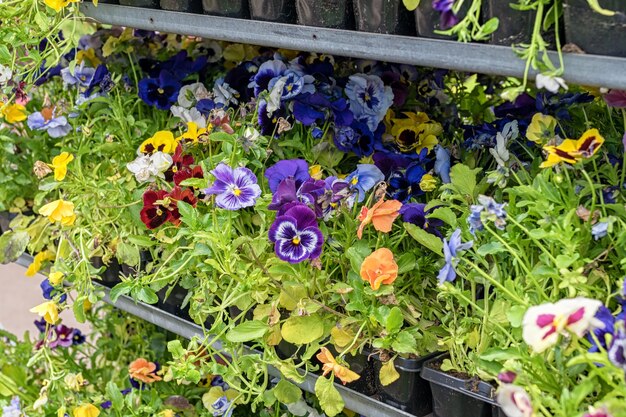 Mixed pansies in the garden center. Pansies. Seedlings of pansies.