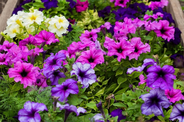 混合ペチュニアの花カラフルな咲くペチュニアの花