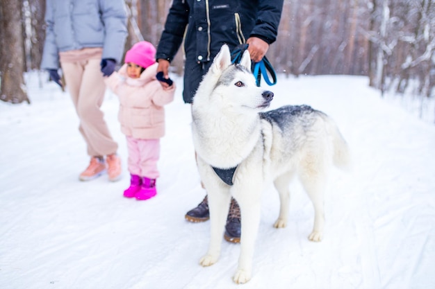 Mixed race girl with her lovely siberian pet joy winter weather