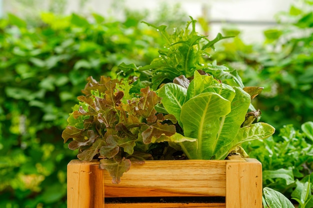 Mixed salad vegetables in a wooden bewl organic vegetable farm