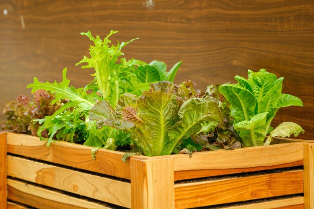 Mixed salad vegetables in a wooden bewl organic vegetable farm