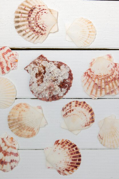 Foto seashells mixed su bianco