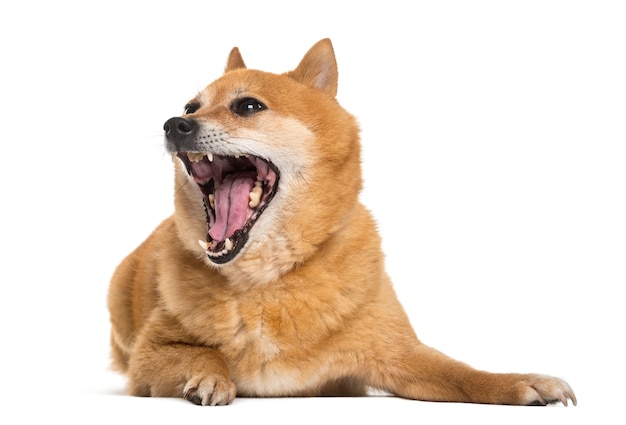 Mixed shiba inu lying, mouth open, isolated on white