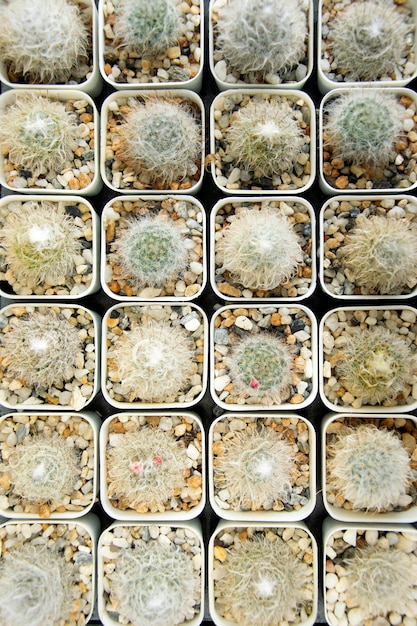 Mixed Succulents or cactus background Close up small cactus plant in pot overhead or top view