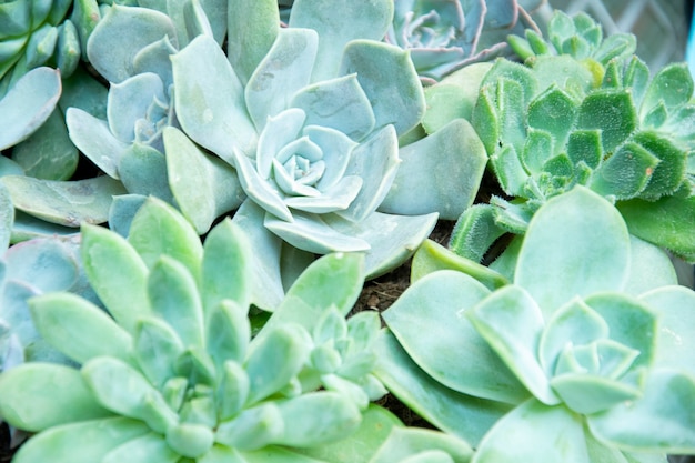 Mixed Succulents or cactus background. Small Cactus in Pots to be Sold.