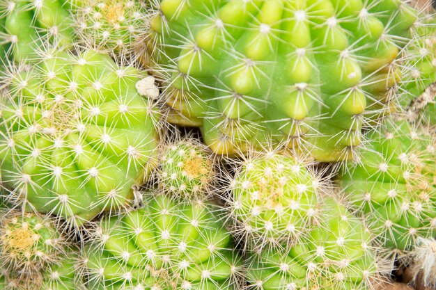 Mixed Succulents or cactus. Small Cactus in Pots to be Sold.