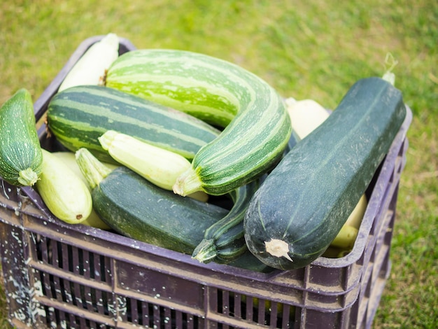 Zucchine bianche e verdi miste in una scatola in un orto sull'erba che raccoglie le zucchine